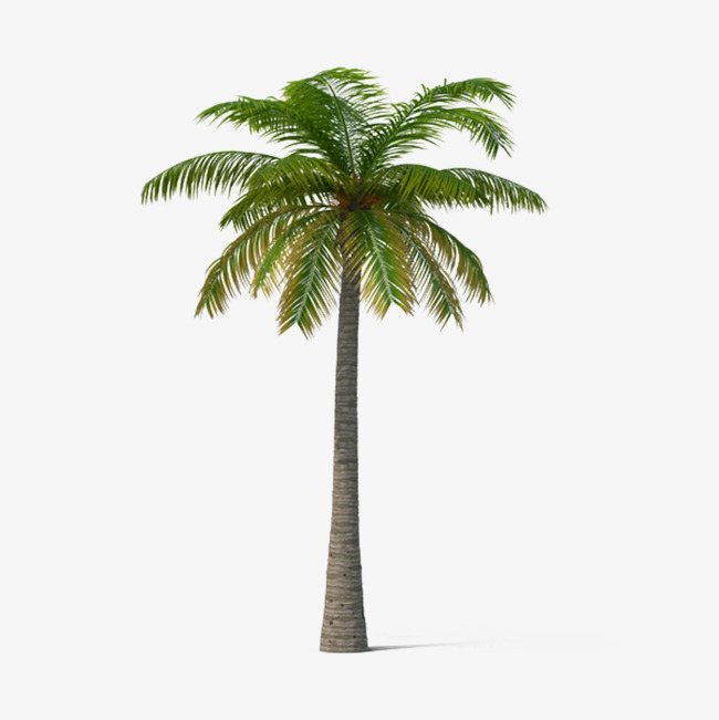 650x651 Palm Trees, Palm, Tree, Tropical Png Ima