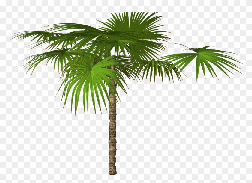 840x611 Vector Free Download Real Palm Tree With Ornaments
