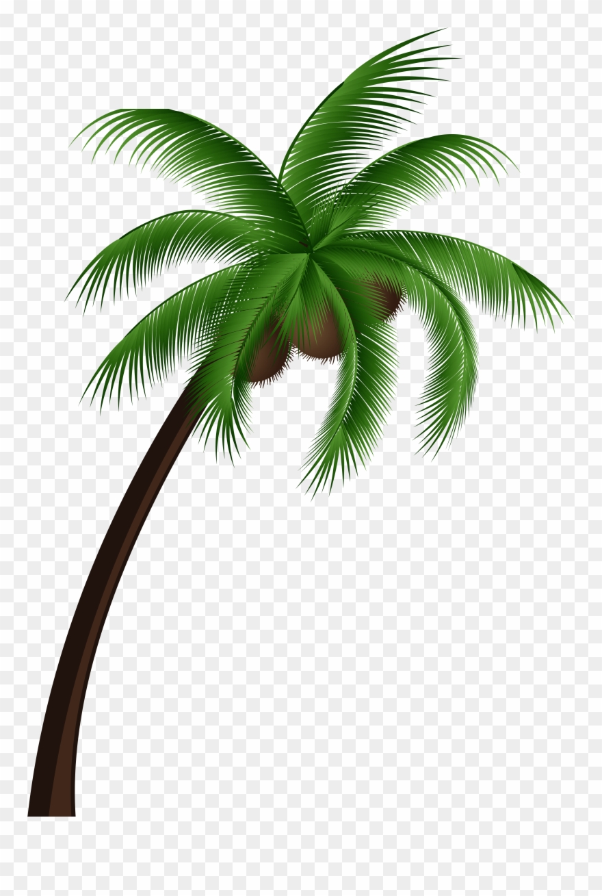 880x1309 Coconut Palm Tree Png Clip Art