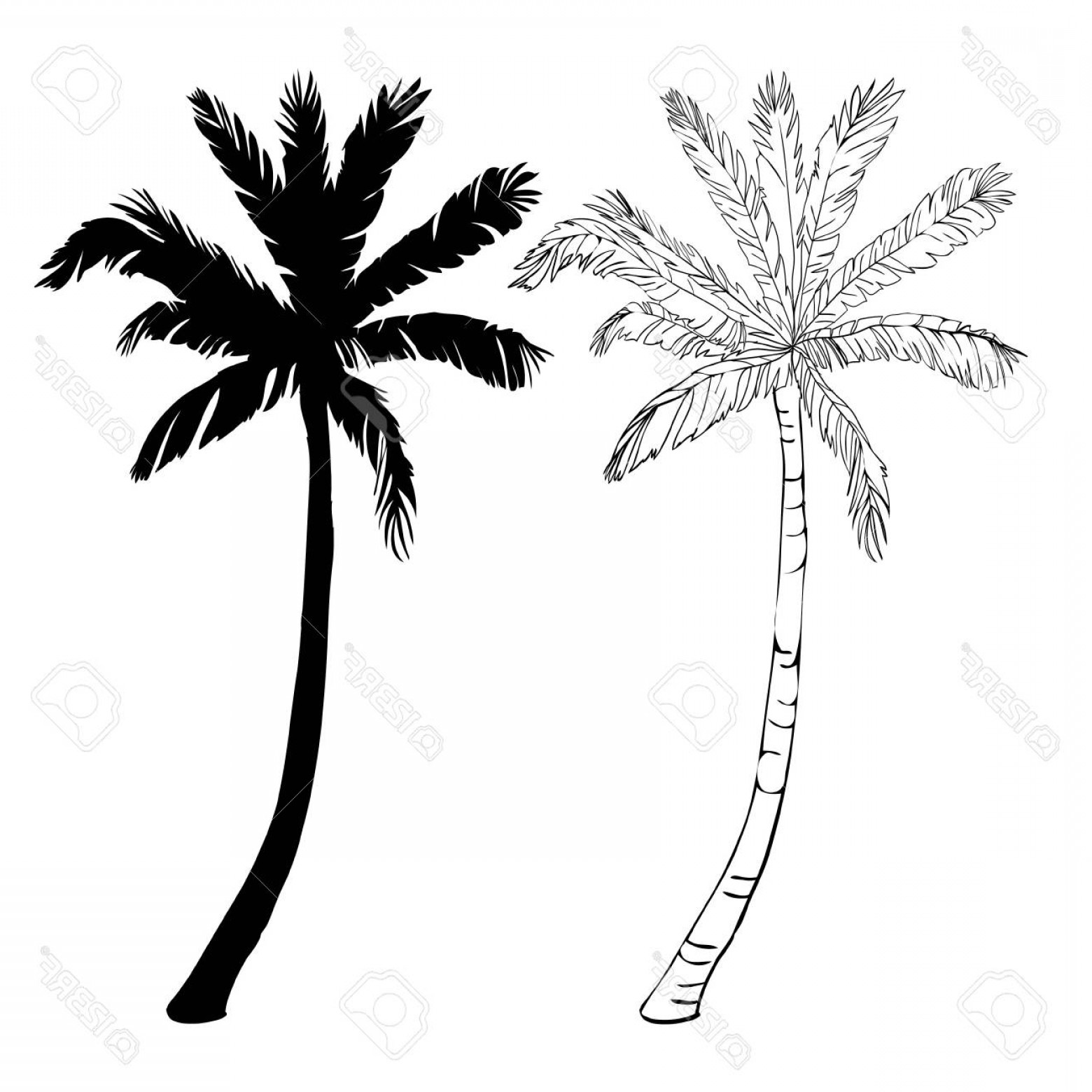 1560x1560 Photostock Vector Vector Palm Tree Silhouette Icons On White