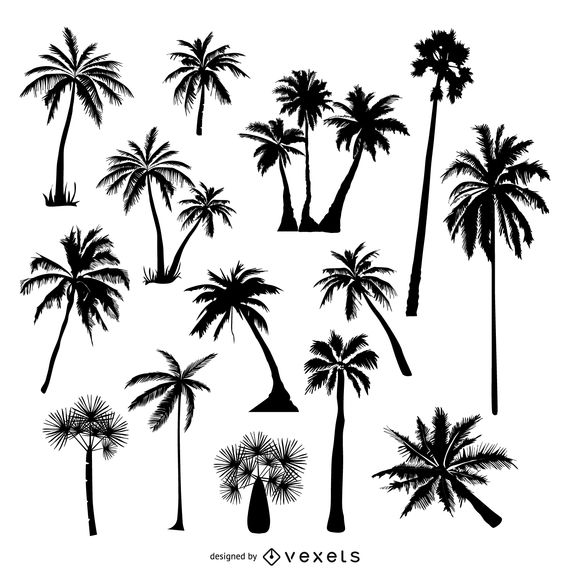 570x570 Collection Of Palm Tree Silhouettes