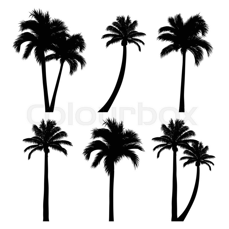 800x800 Vector Set Of Tropical Palm Tree Stock Vector Colourbox