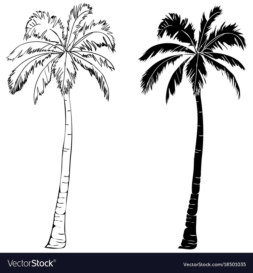 Huge Collection Of 'palm Tree Silhouette Vector' Download More 1000x1080 Huge Collection Of 'palm Tree Silhouette Vector' Download More