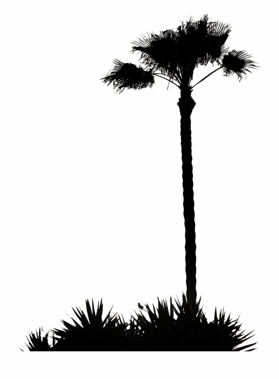 Vector California Palm Tree 920x1246 Vector California Palm Tree