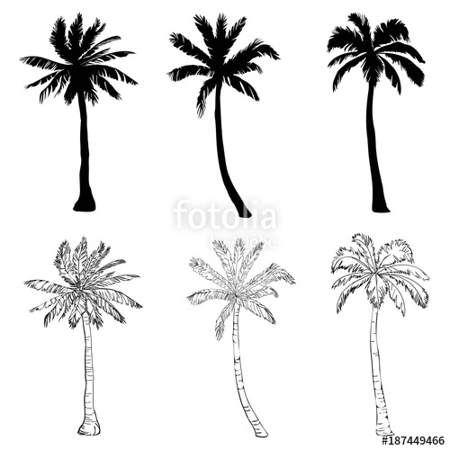 Vector Palm Tree Silhouette Icons On White Background Stock 500x500 Vector Palm Tree Silhouette Icons On White Background Stock