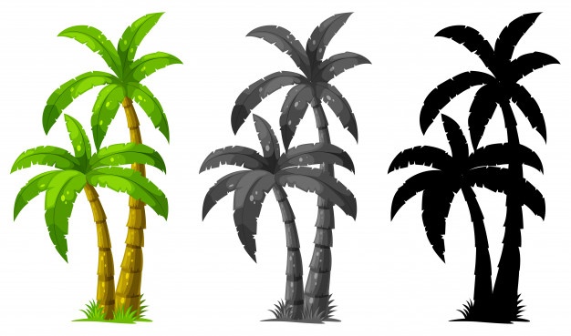 626x369 Palm Tree Vectors, Photos And Free Download