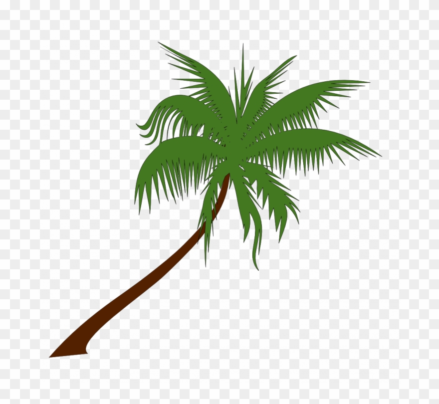 Palm Tree Vector at Vectorified.com | Collection of Palm Tree Vector ...