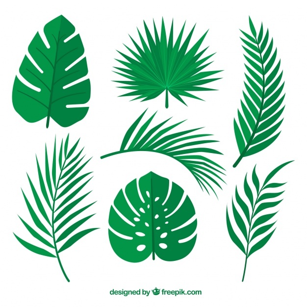 Palm Tree Vectors, Photos And Free Download 626x626 Palm Tree Vectors, Photos And Free Download