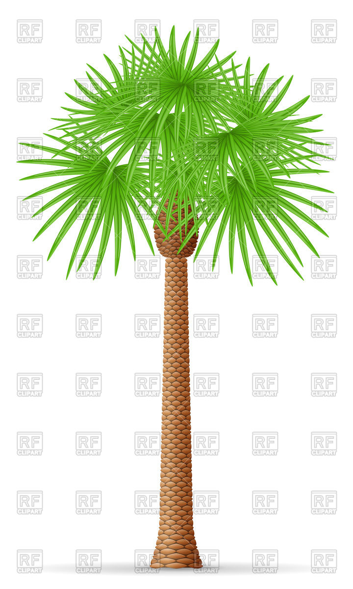 Palm Tree Illustration On A White Background Vector Image 720x1200 Palm Tree Illustration On A White Background Vector Image