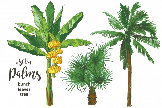 626x417 Palm Tree Vector Vectors, Photos And Free Download