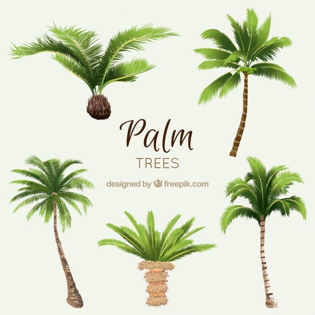 626x626 Palm Tree Vectors, Photos And Free Download