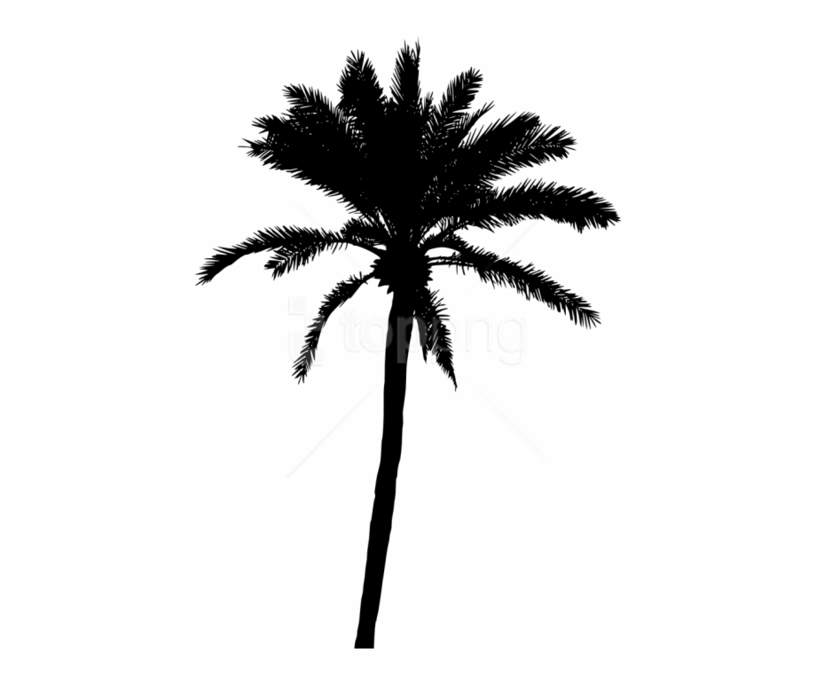 920x771 Palm Png Transparent Background