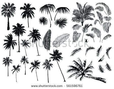 Palm Tree Vector Free The Man On Camel In Trees Image Leaves Anjie 450x350 Palm Tree Vector Free The Man On Camel In Trees Image Leaves Anjie