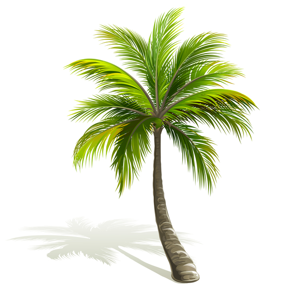 Realistic Palm Tree Illustration Vectors Free Download 600x600 Realistic Palm Tree Illustration Vectors Free Download