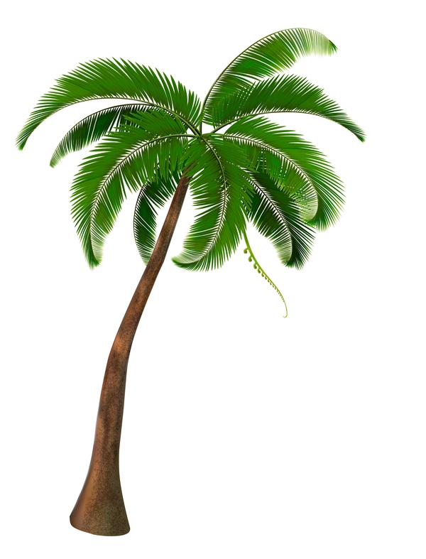 Realistic Palm Tree Illustration Vectors Free Download 600x787 Realistic Palm Tree Illustration Vectors Free Download