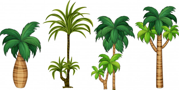 Set Of Different Palm Tree Vector Free Download 626x316 Set Of Different Palm Tree Vector Free Download
