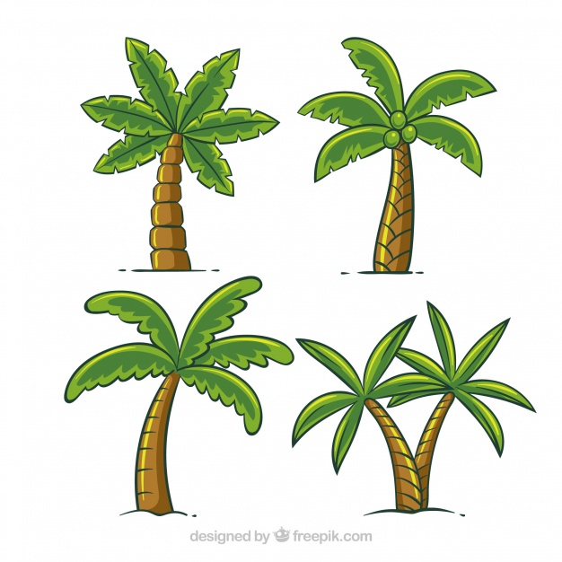 Set Of Hand Drawn Palm Trees Vector Free Download 626x626 Set Of Hand Drawn Palm Trees Vector Free Download