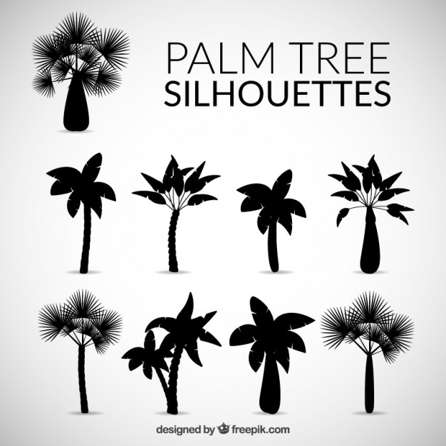 Silhouettes Of Palm Tree Vector Free Download 626x626 Silhouettes Of Palm Tree Vector Free Download