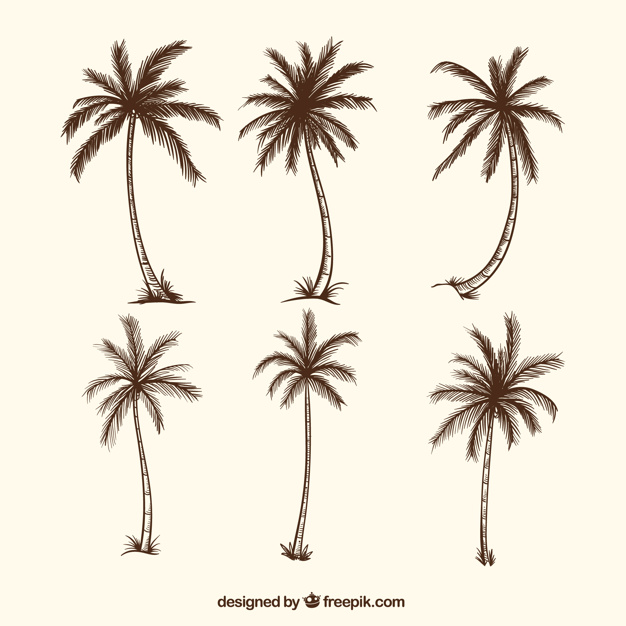 Sketches Of Palm Trees Vector Free Download 626x626 Sketches Of Palm Trees Vector Free Download