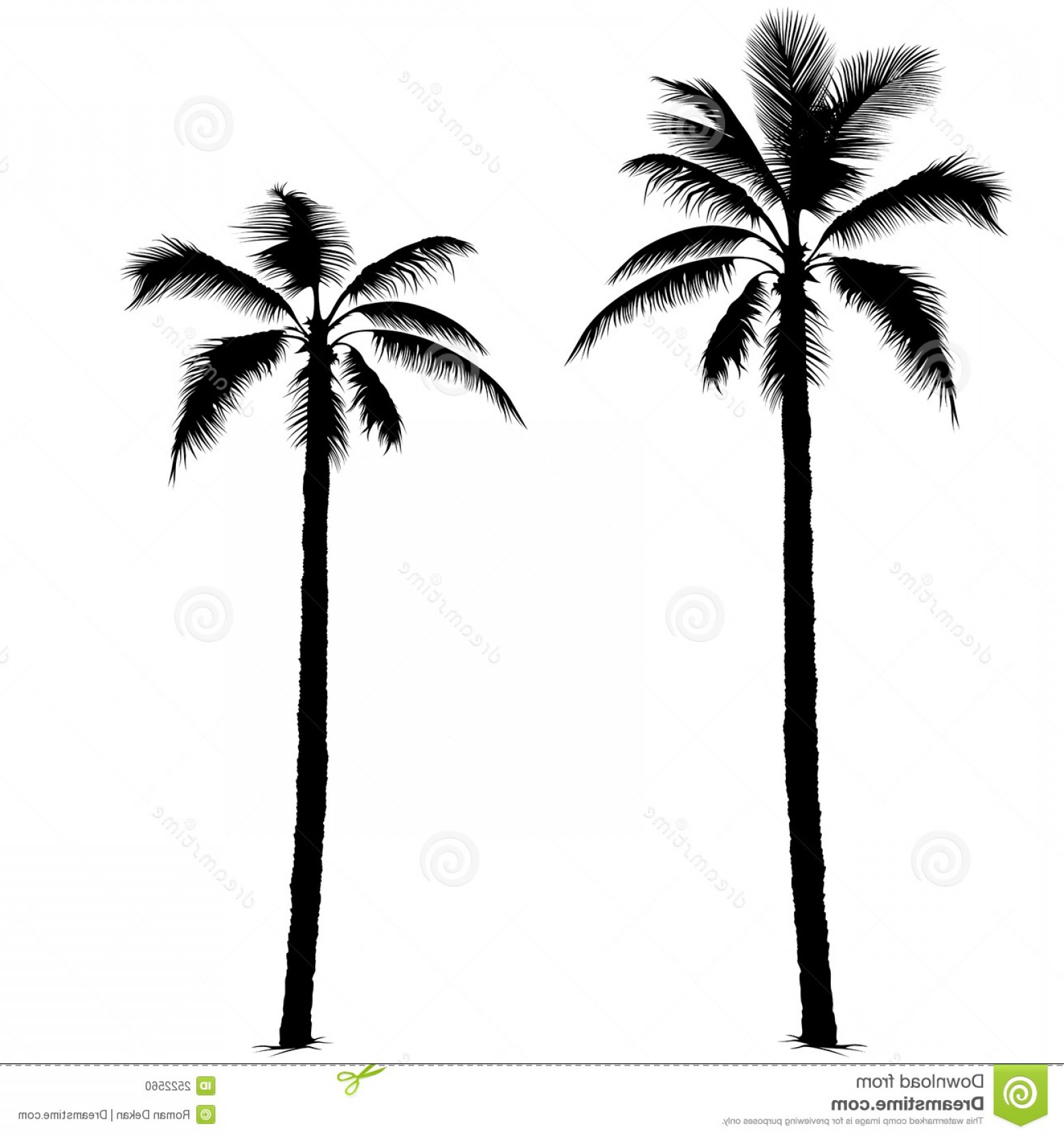 Stock Photo Palm Tree Silhouette Image Soidergi 1560x1668 Stock Photo Palm Tree Silhouette Image Soidergi