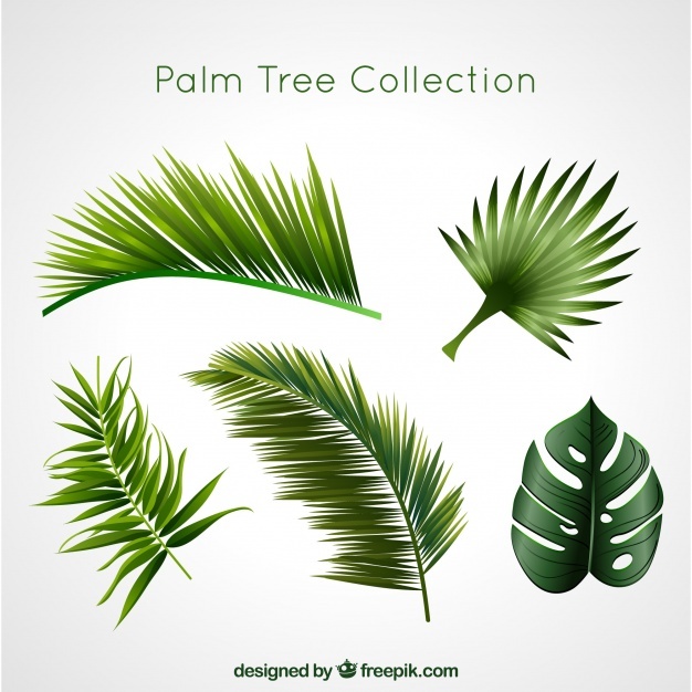 Palm Tree Vectors 626x626 Palm Tree Vectors
