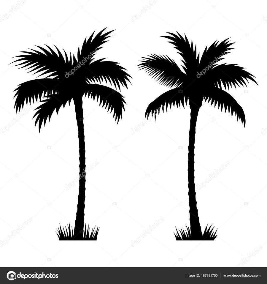 900x956 Download Date Palm Tree Vector Clipart Sabal Palm Palm Trees
