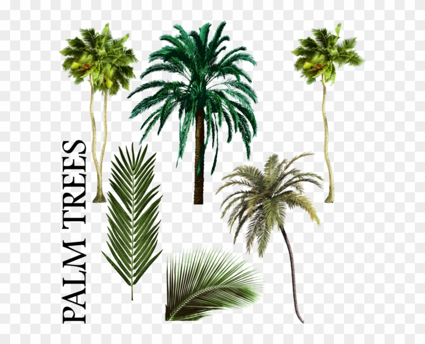840x680 Palm Tree Vector Png Palmiye