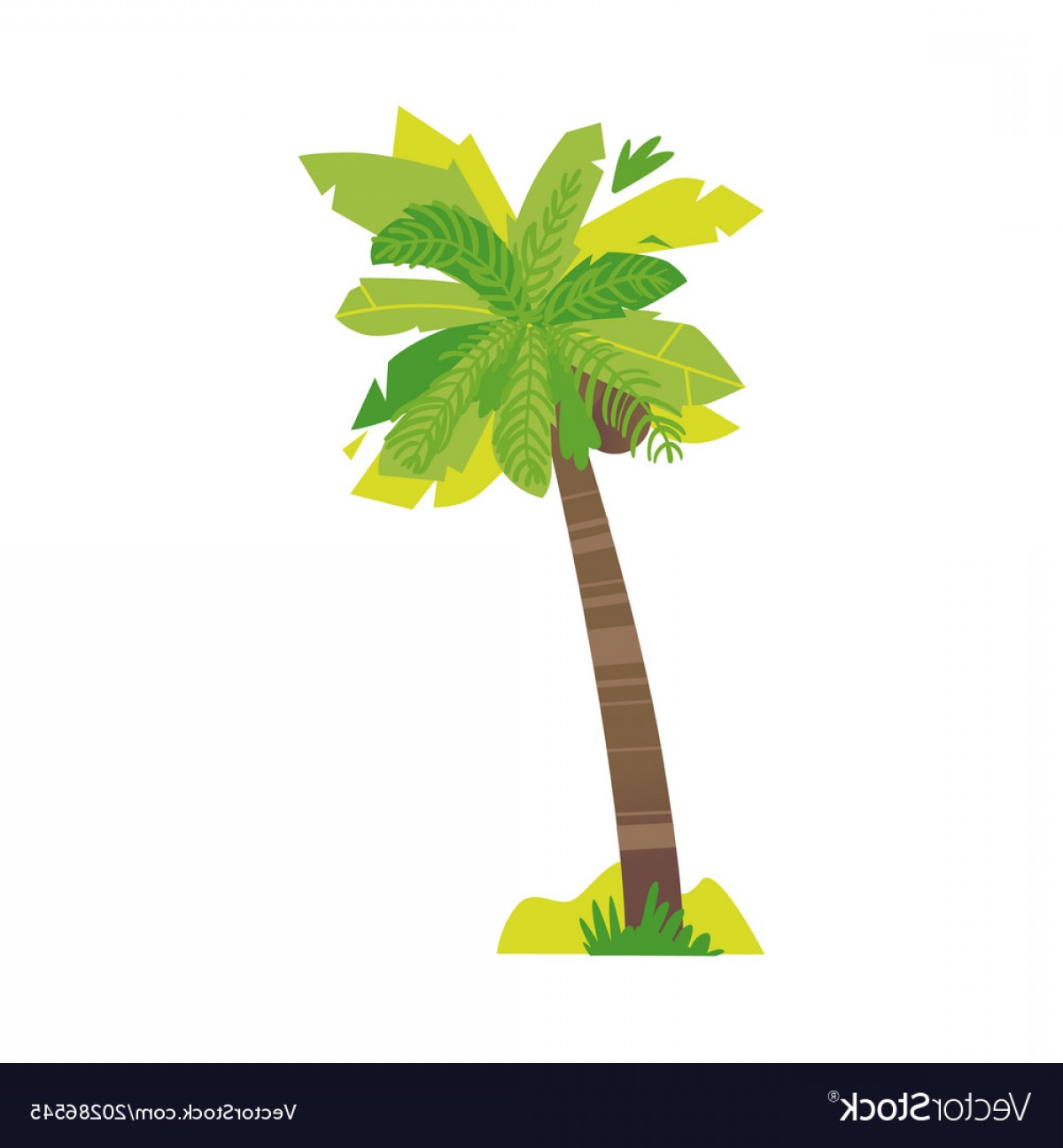 1200x1296 Stylized Flat Style Cartoon Coconut Palm Tree Vector Hoodamathrun