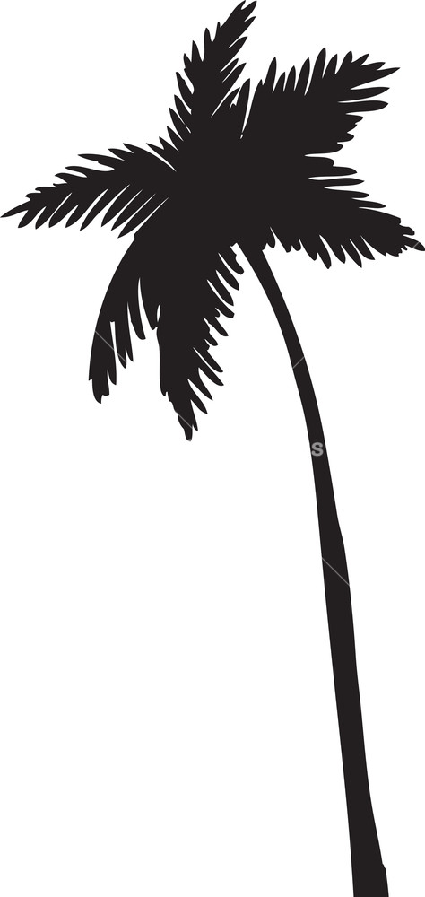 474x1000 Vector Palm Tree Royalty Free Stock Image