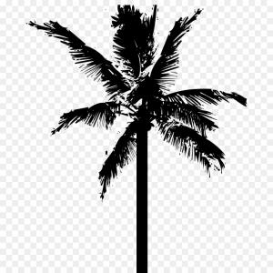 300x300 Palm Palm Tree Vector Studiogrfx