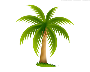 300x240 Palm Tree Free Images