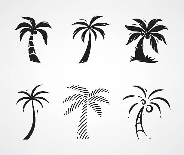 612x518 Palm Tree Vector Png Images