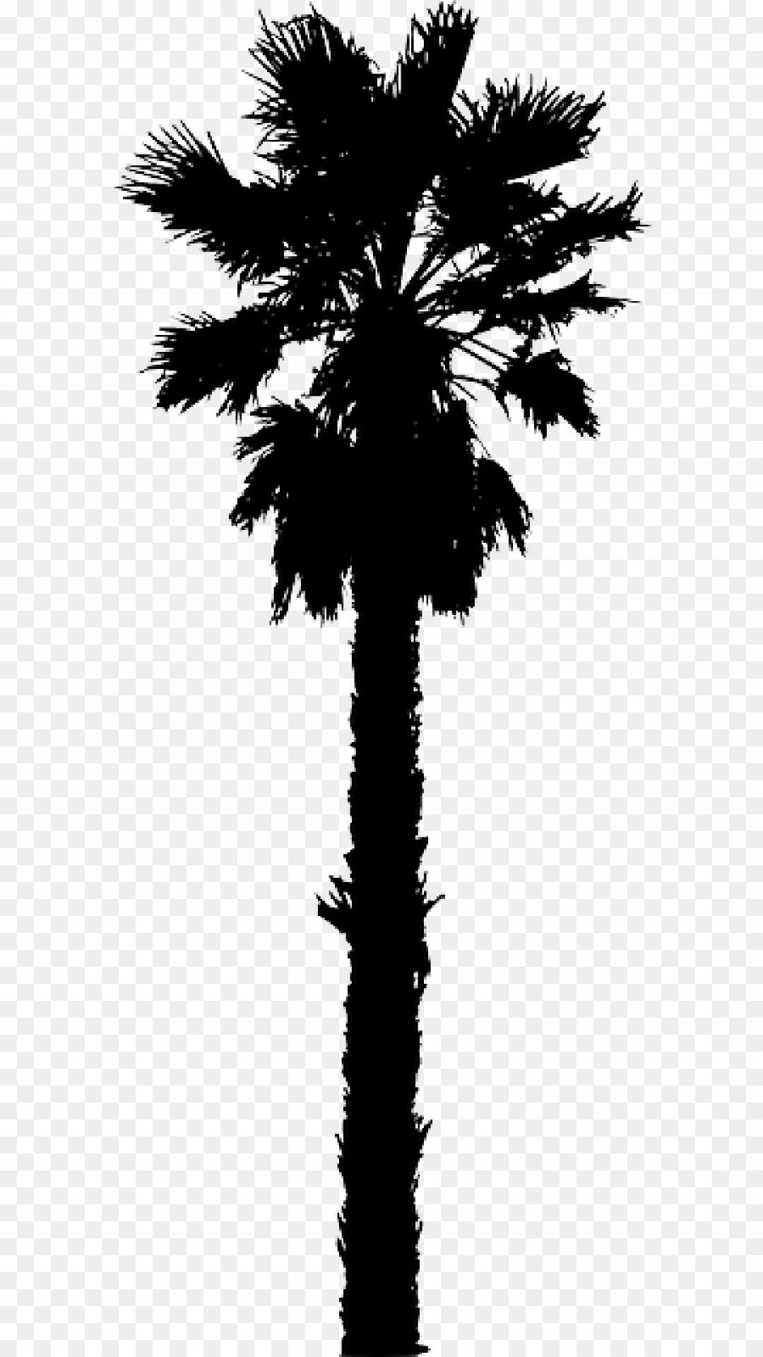 1080x1920 Png California Palm Clip Art Palm Trees Portable Netwo Wallkeeper
