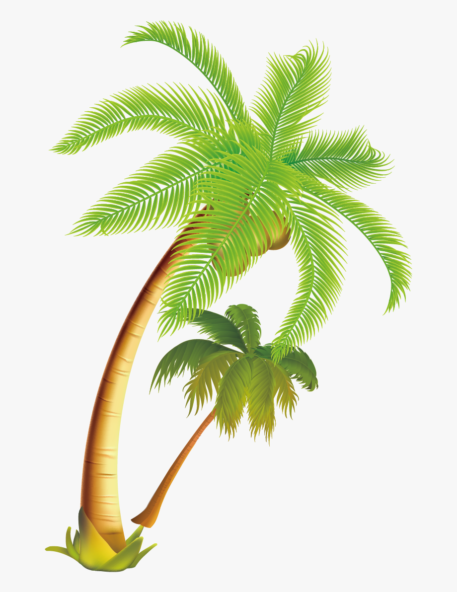 920x1192 Coconut Tree Png