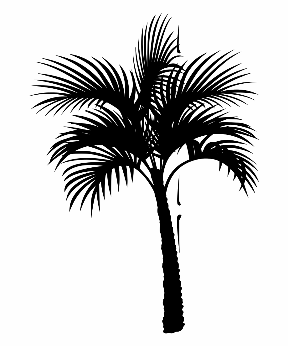 920x1104 Coconut Tree Vector Png Download