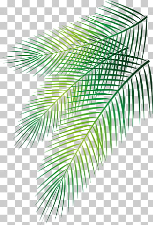 Palm Vector Png Cliparts For Free Download Uihere 310x456 Palm Vector Png Cliparts For Free Download Uihere