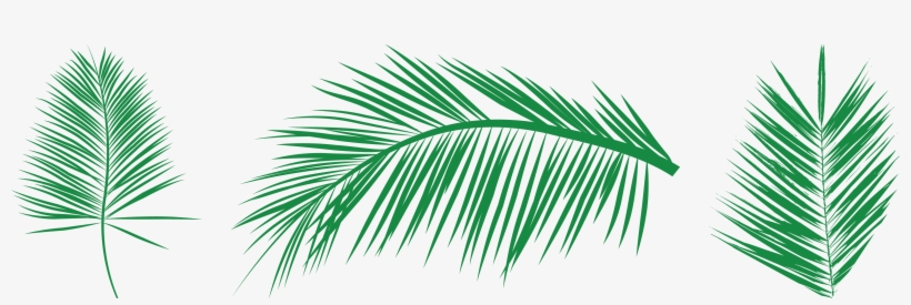 Leaf Palm Branch Arecaceae Clip Art 820x275 Leaf Palm Branch Arecaceae Clip Art