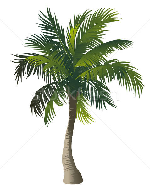 Palm Vector Illustration Misha 477x600 Palm Vector Illustration Misha