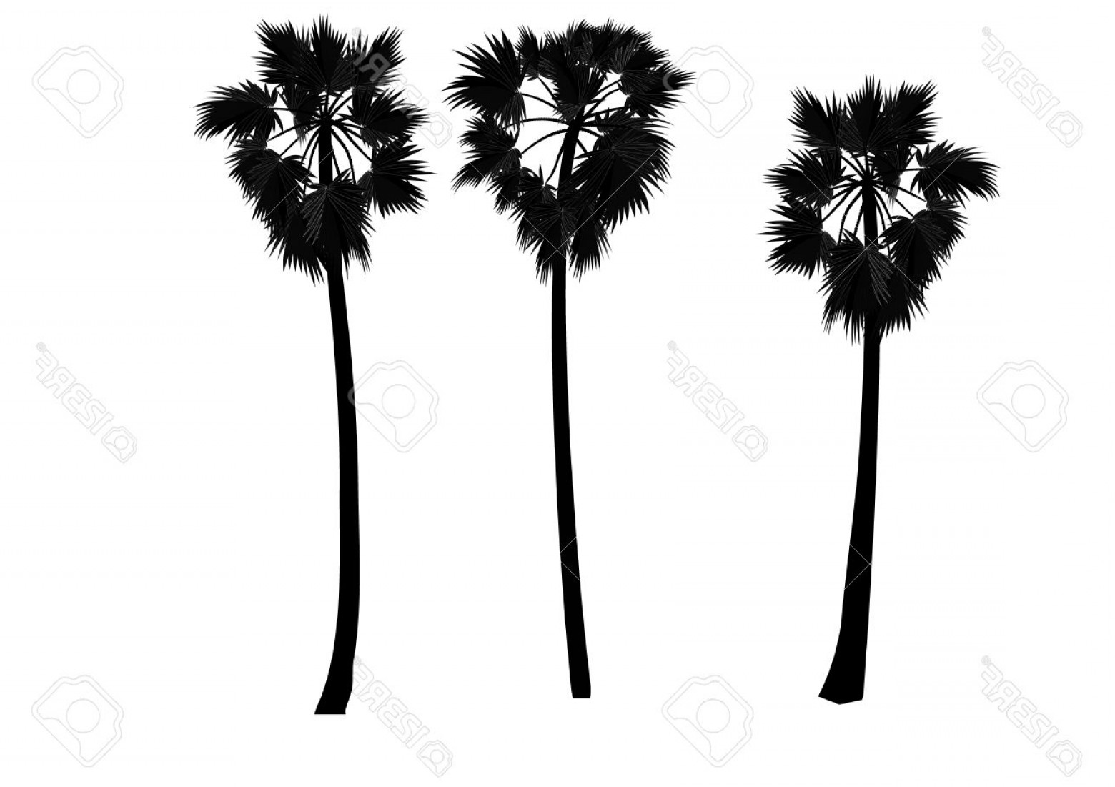 Photostock Vector Palm Tree Sugar Palm Vector Illustration Soidergi 1560x1101 Photostock Vector Palm Tree Sugar Palm Vector Illustration Soidergi