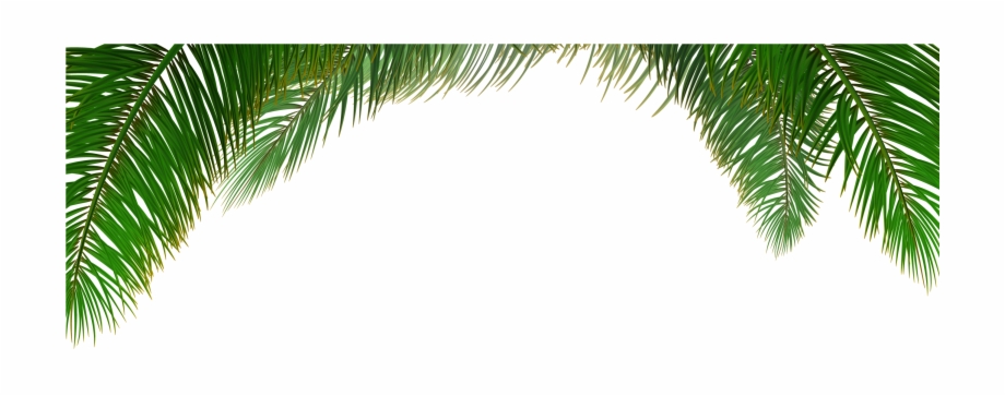 920x363 Leaf Euclidean Tree Arecaceae Vector Palm Clipart