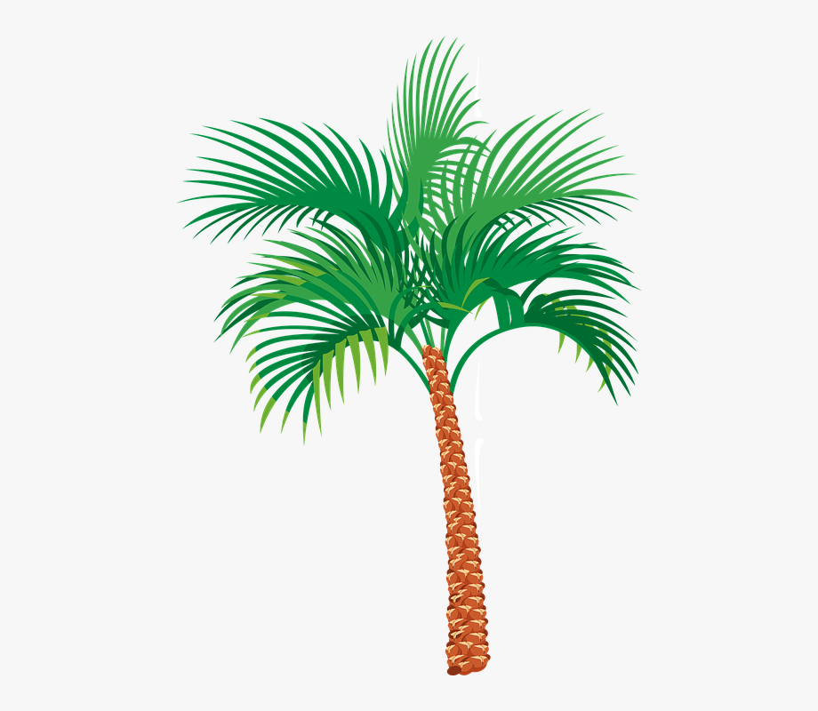 920x800 Palm Tree Graphics