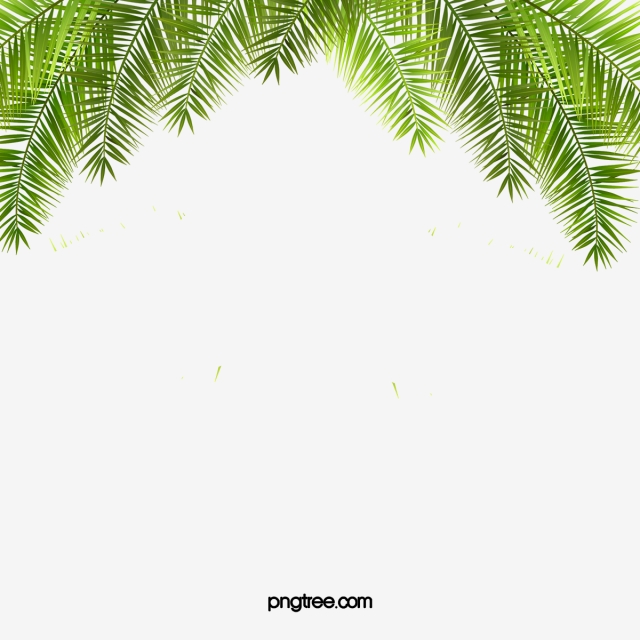 640x640 Palm Tree Png, Vectors, And Clipart For Free Download