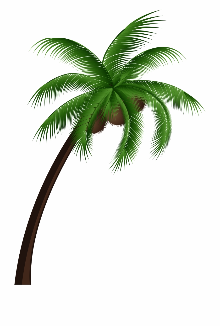 920x1366 Coconut Palm Tree Png Clip Art