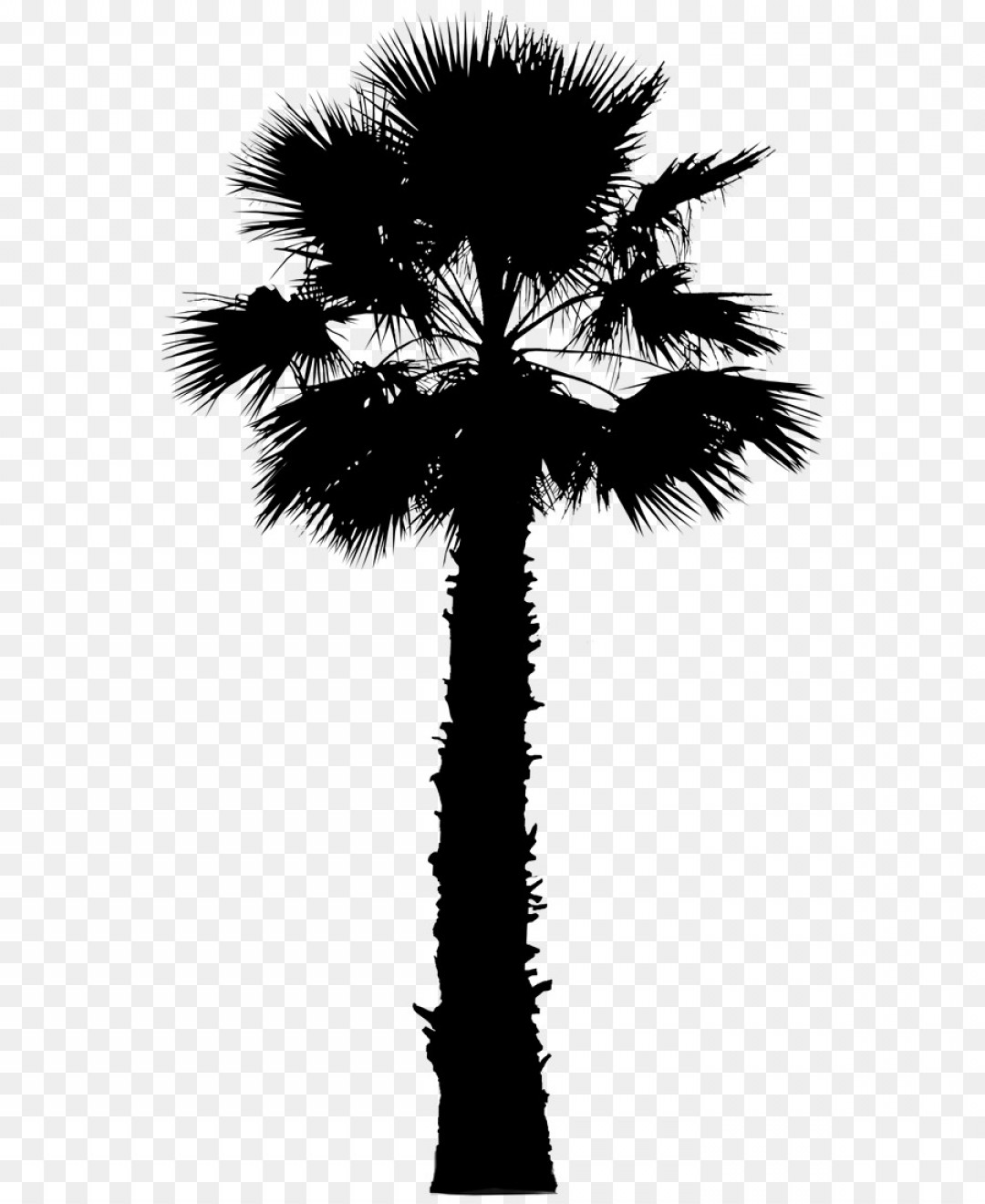 1080x1320 Png Asian Palmyra Palm Palm Trees Vector Graphics Imag Wallkeeper