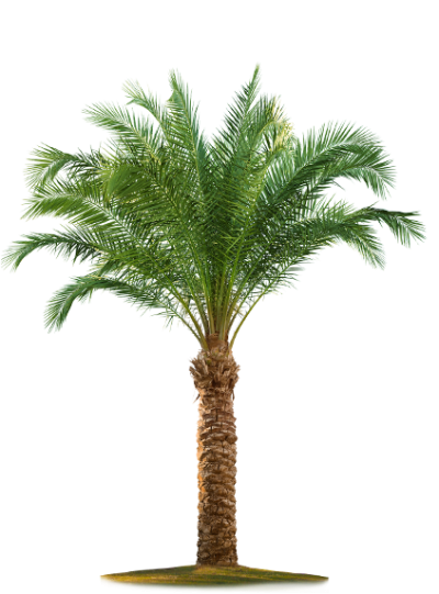 400x541 Date Palm Vector