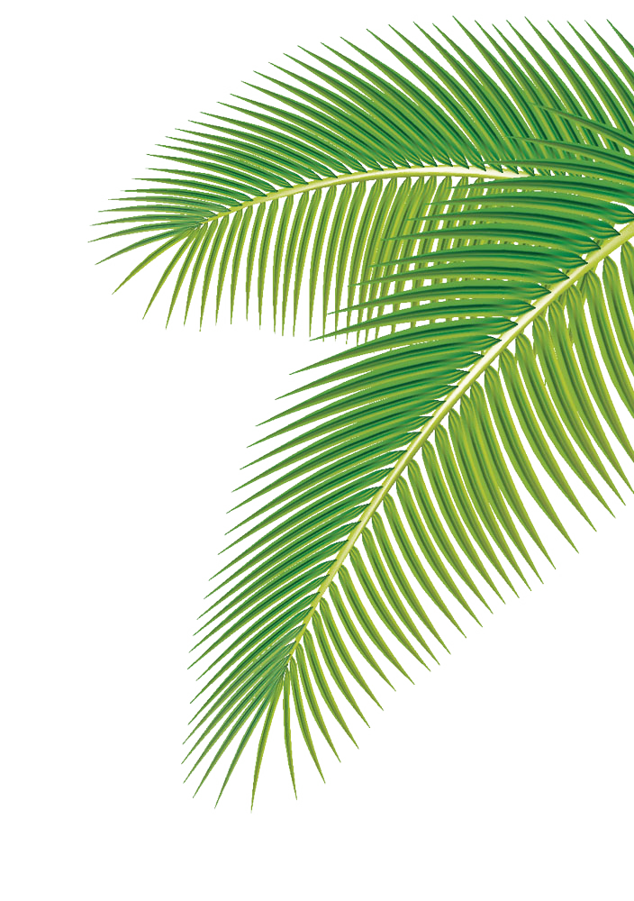 704x1000 Download Arecaceae Palm Vector Leaf Euclidean Png Image High