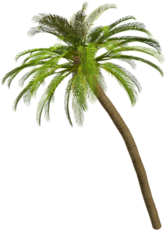 Palmera Vector at Vectorified.com | Collection of Palmera Vector free ...