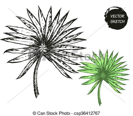 450x393 Hoja, Palmera Vector, Elemento, Bosquejo, Playa Hoja, Banner