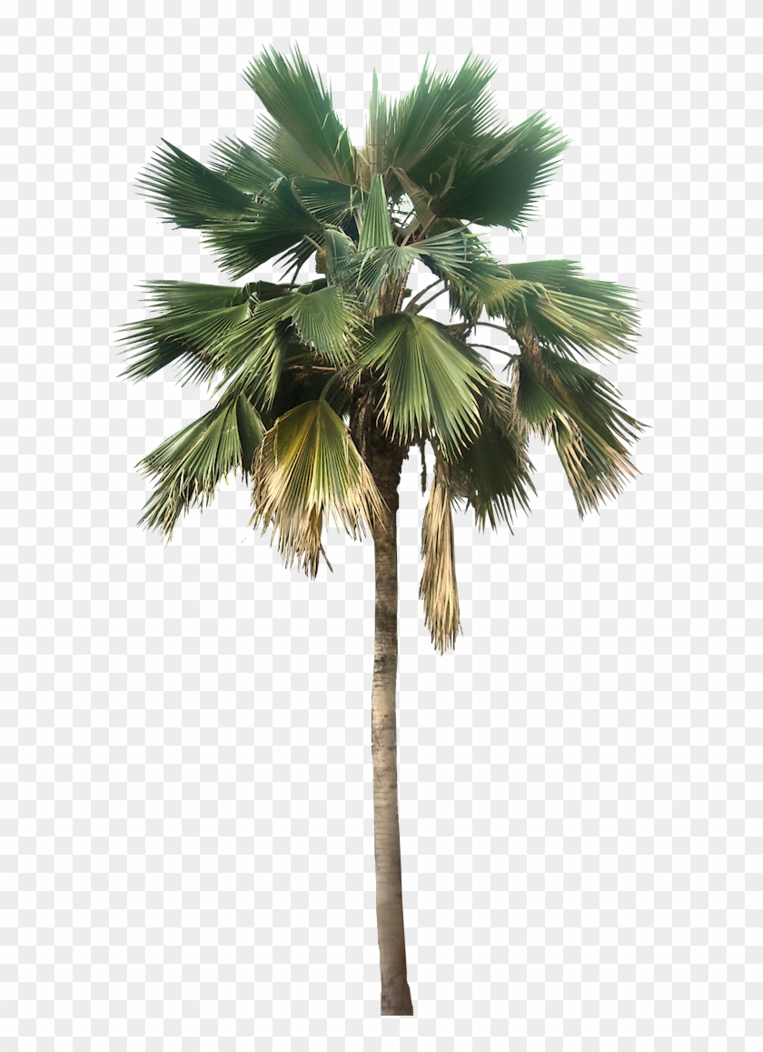 840x1157 Coconut Trees Vectors Photos And S