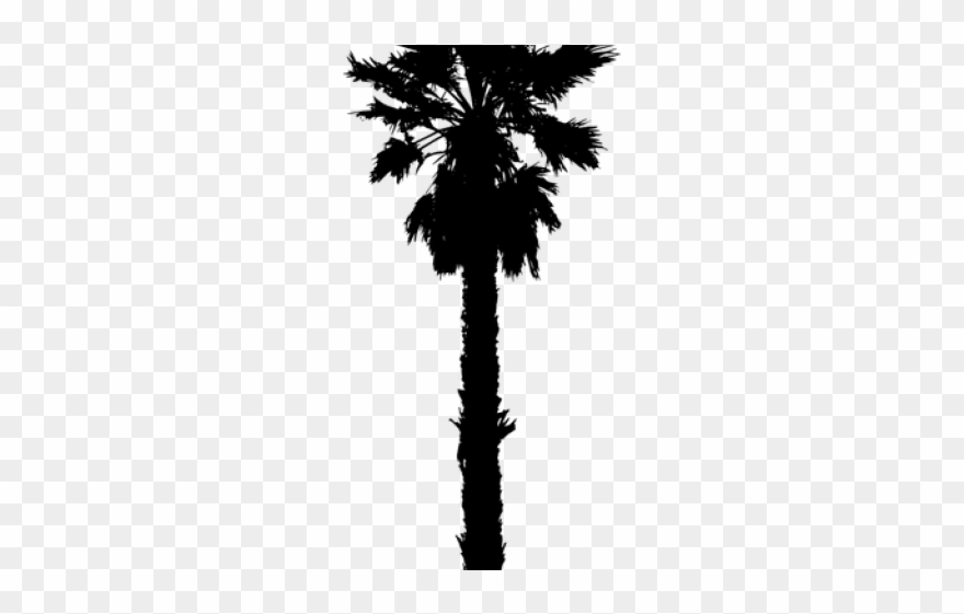 880x561 Date Palm Clipart Desert
